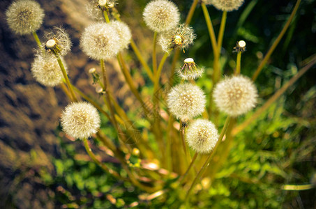 草丛中蓬松的白色蒲公英与田野花的特写图片