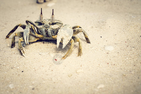 沙滩上的螃蟹以图片