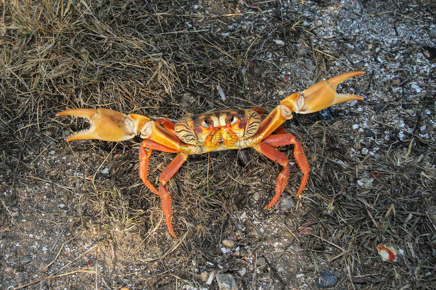 黄色移动螃蟹古巴的Gecarcinusru图片