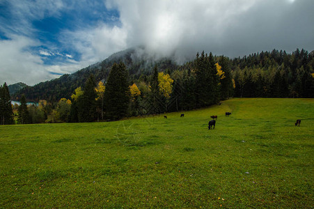 放牧奶牛的绿色山地景观图片