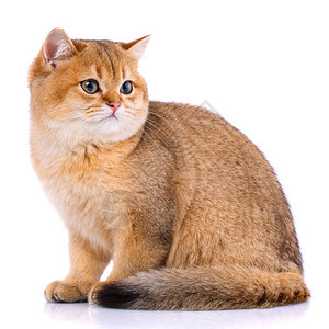 红猫金西瓜白背景的平发直正苏背景图片