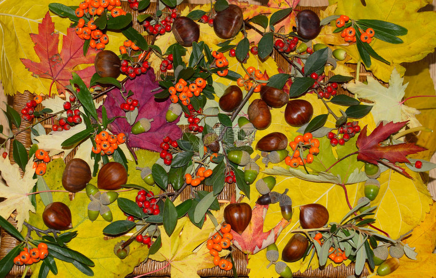 秋天的叶子和果实图片