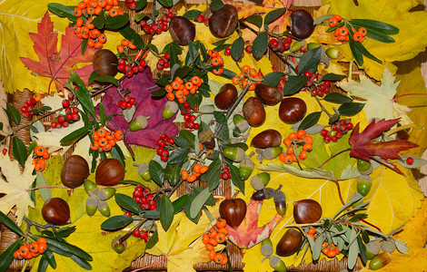 秋天的叶子和果实图片
