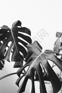 热带植物怪兽在花盆里白图片