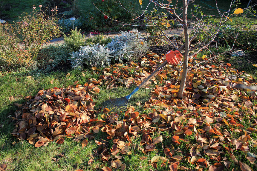 秋天花园背景的一堆落叶旁边有扇子和手套图片