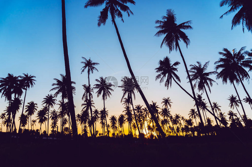 剪影椰子棕榈树与日落和耀斑天空背景图片
