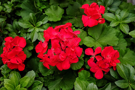 美丽的红色花朵特写图片
