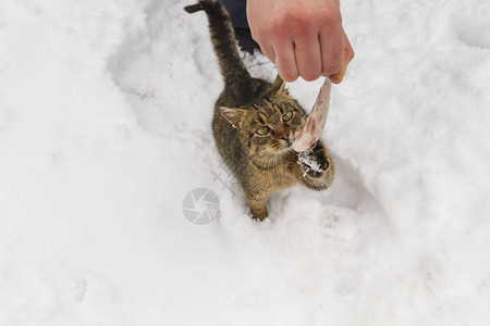 通过户外雪底的鱼群对亲手喂养猫者图片