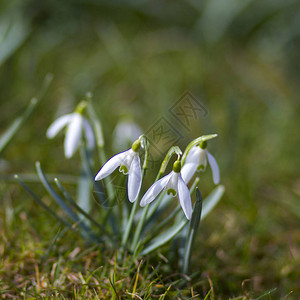 雪花莲是第一朵春天的花朵图片