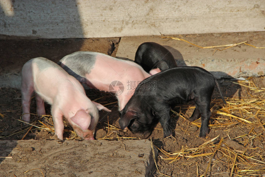 小猪在农场的院子里玩耍和快乐地奔跑有趣的猪小猪崽在院子里玩耍小猪住图片