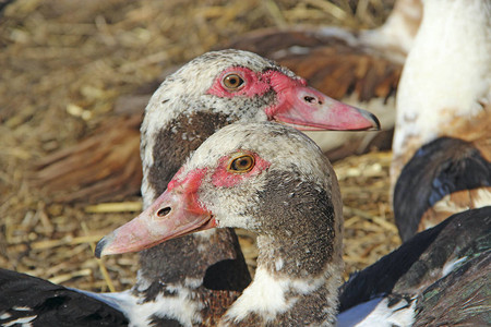 鸭子友情家禽一对可爱的鸭子图片