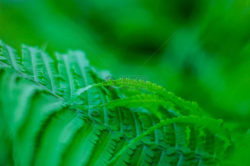 绿色蕨类植物森林背景图片