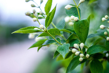 美丽肿大的茉莉花蕾图片