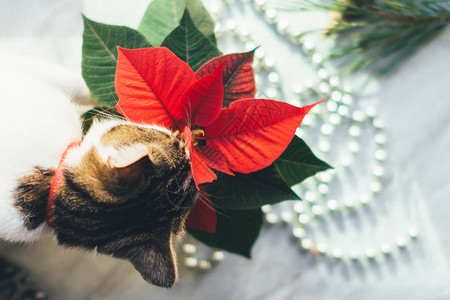 猫吃软蛋壳舒适的圣诞节背景有图片