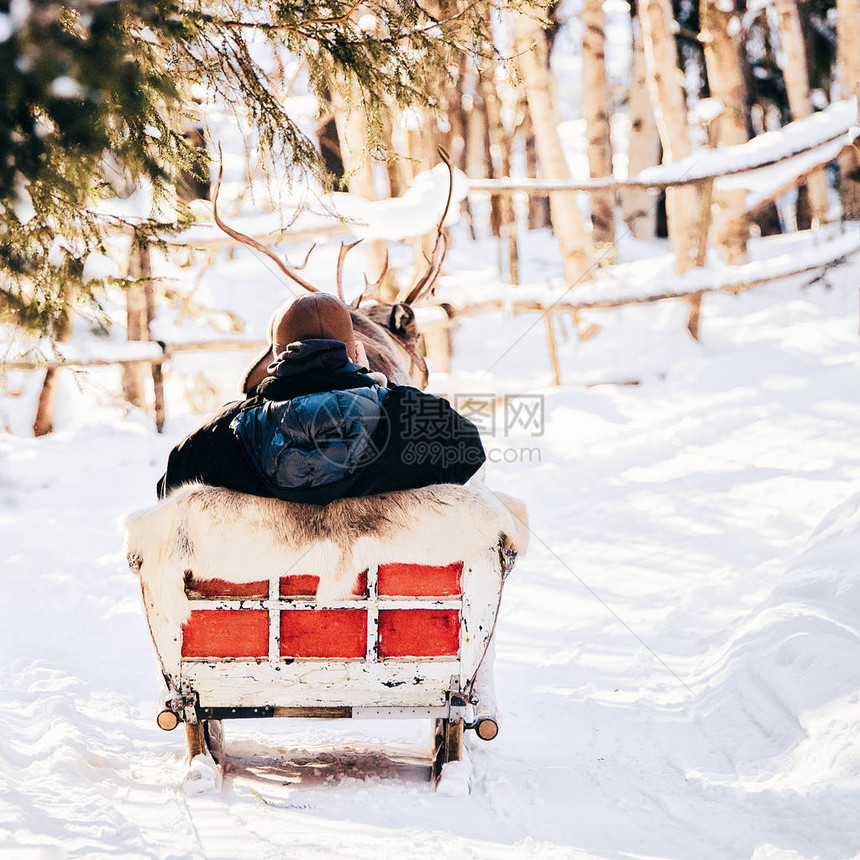 芬兰拉普兰冬季驯鹿雪橇上的人图片