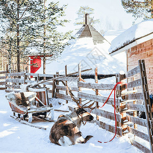 冬天在芬兰拉普兰的驯鹿拉雪橇图片