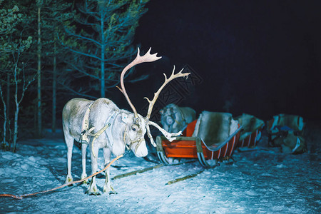 冬天晚上在芬兰拉普兰的驯鹿图片