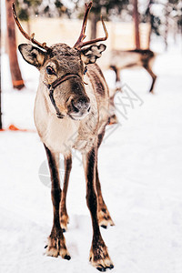 棕色驯鹿在芬兰拉普兰冬季图片