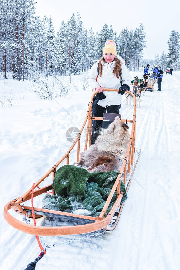冬天在拉普兰的芬兰骑哈斯基图片