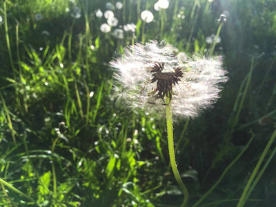 花朵中的白花在每一院子里生长图片