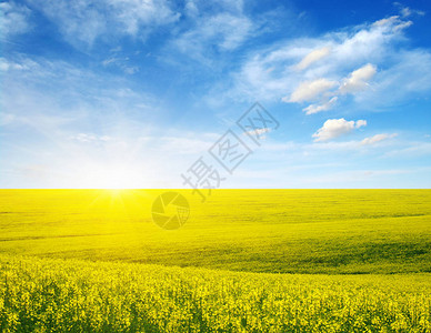 金黄色的油菜花田天空美丽的云彩图片