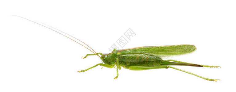孤立在白色背景上的绿色蝗虫图片
