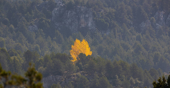 森林中的一棵黄叶树秋天松林中图片