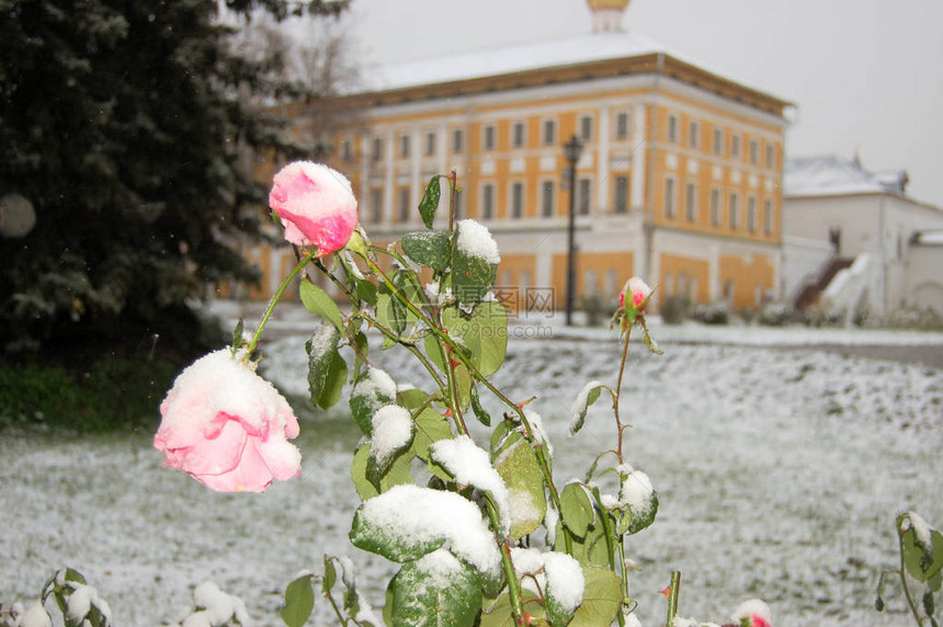 两朵玫瑰和第一个下雪天图片