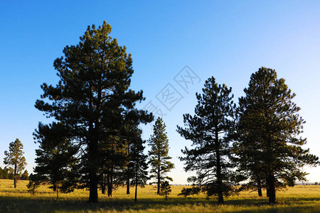 亚利桑那州深下午的太阳在大草原上投下长的阴影图片