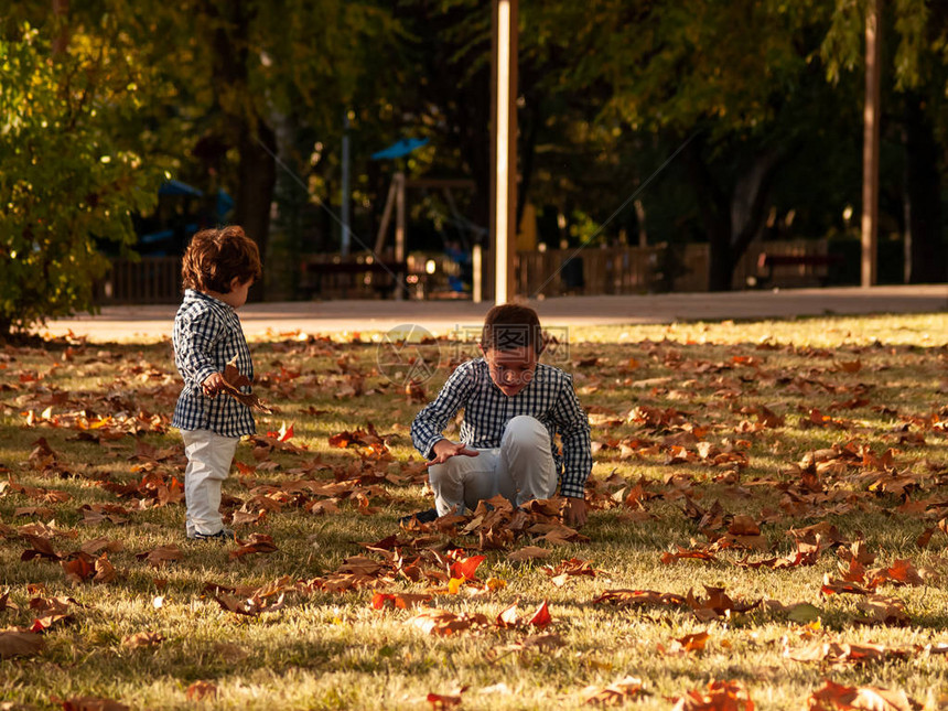 秋天两个兄弟男孩玩弄树叶的树叶在图片