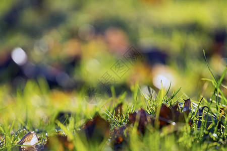 绿草上落下的黄叶背景图片