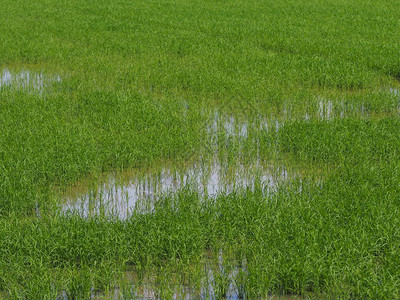 水稻树青草郁葱翠绿图片