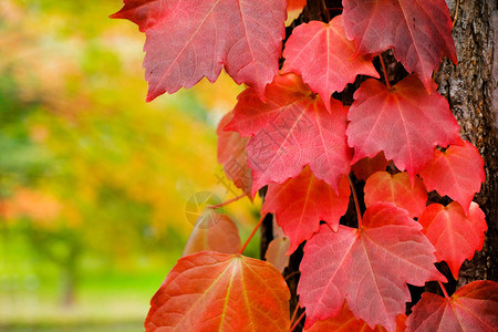 秋季亮叶公园红叶特写图片