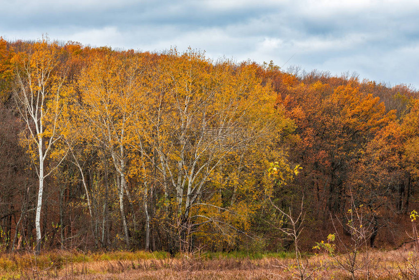 几棵白杨树在秋天橡树和枫树的强大墙壁中受到重创有种子的秋天分支在阳光下秋天最亮的时候是金秋树图片