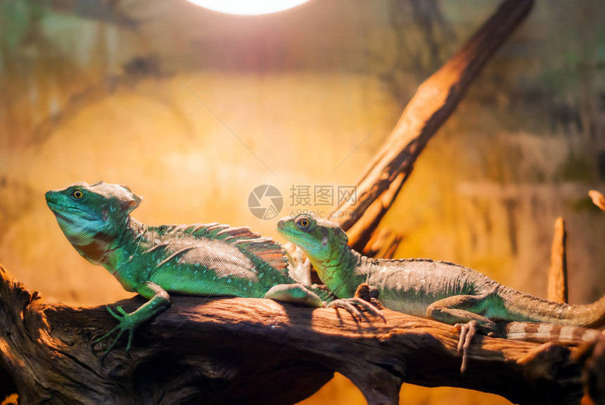 两只巴西里斯克蜥蜴正在休眠在天图片