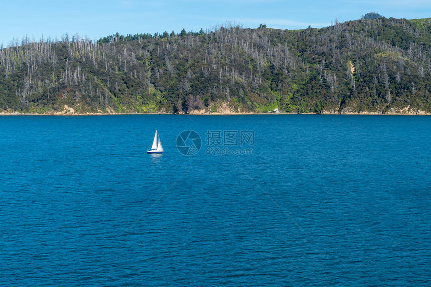 一艘游艇的白色帆船在夏洛特豪尔特女王号上与绿林山丘背景的南新西兰岛图片