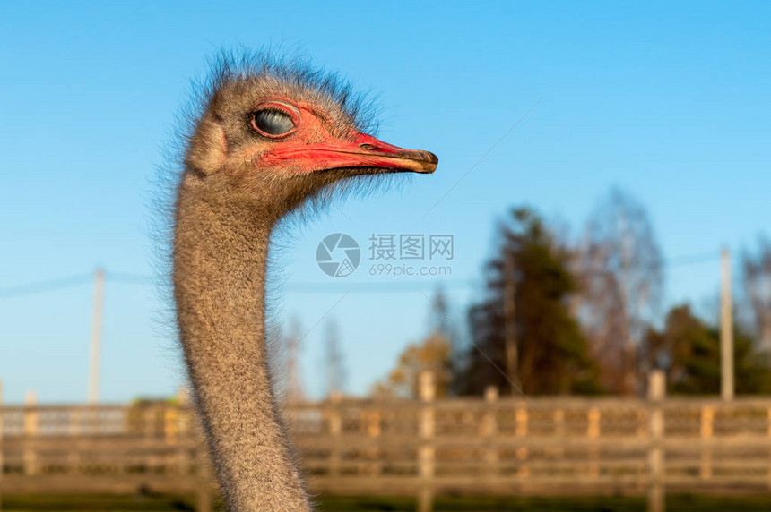 白色眼睛的第三眼睑可见的鸵鸟头图片