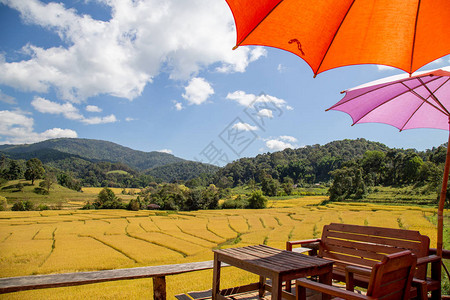 在泰国金稻田和房子的美丽景色加上麦田图片