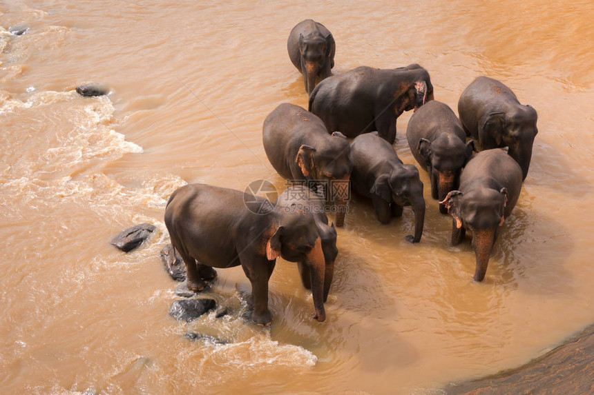 在红河里给大象洗澡图片