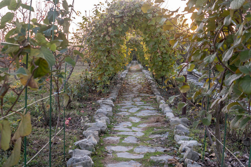 蔬菜步行隧道花园背景Arche由植物树木和树叶组成图片