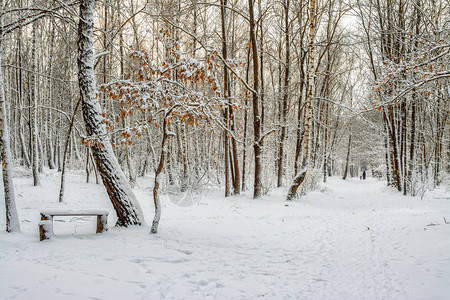 在树林中行走第一次雪图片