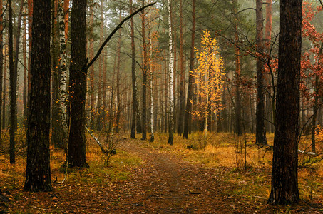 在秋天的森林中行走秋色图片