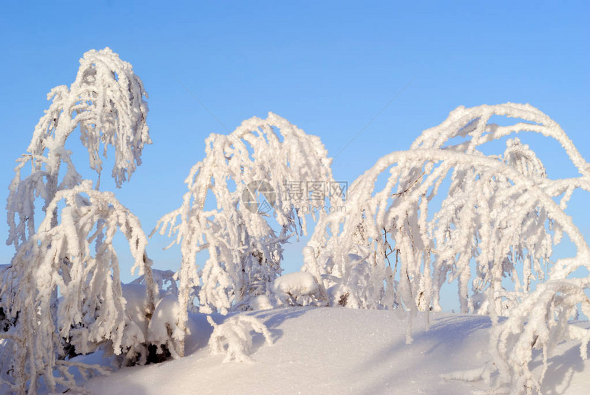 木树枝上覆盖着蓬松的雪晶图片