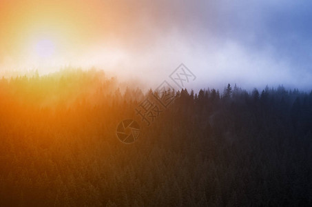 蓝雾和日出在山林中的松树上喀尔巴图片