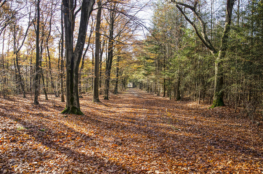 秋天在荷兰Zundert附近的森林中铺着叶子图片