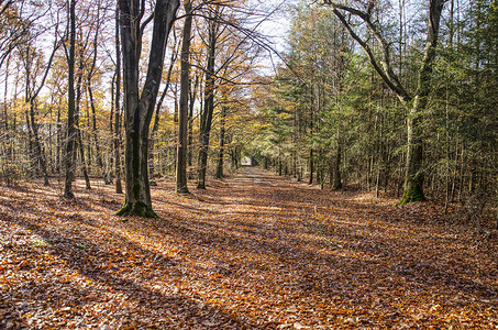 秋天在荷兰Zundert附近的森林中铺着叶子图片