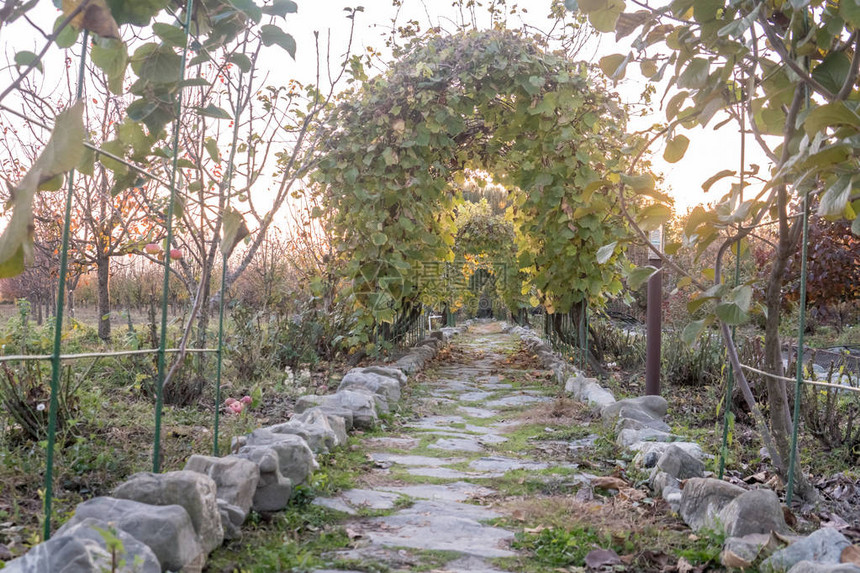 蔬菜步行隧道花园背景Arche由植物树木和树叶组成图片