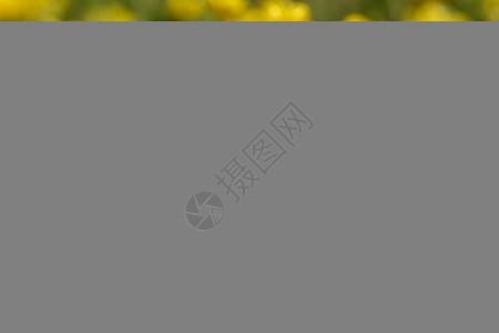 草地上的黄色棉草花背景图片