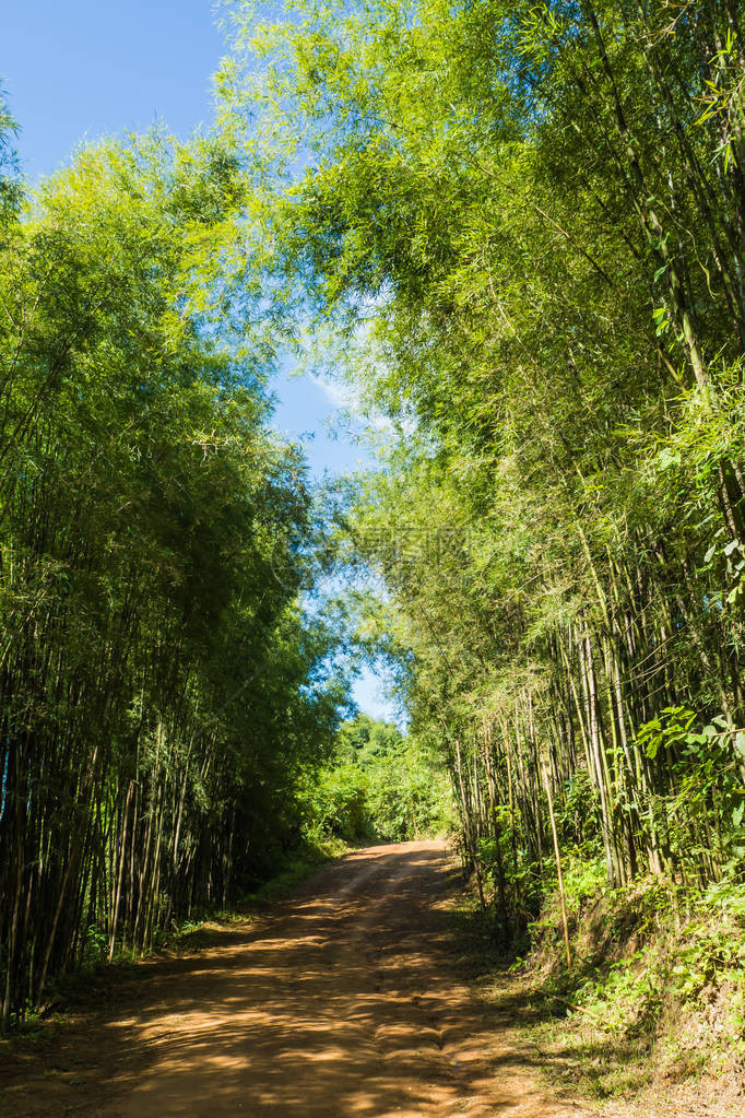 通往竹林的小路走道图片