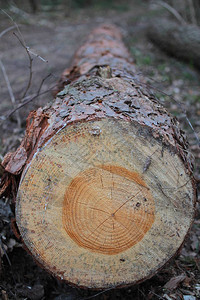 森林中砍伐的砍伐树木图片